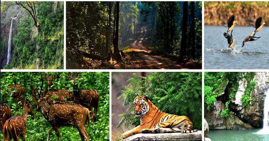 Debrigarh jungle trail